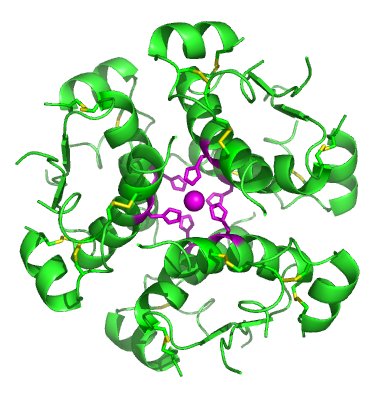 Molekül Insulin Hexameter