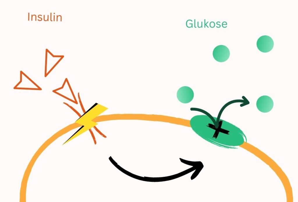 Skizze einer Zellwand mit einem blockiertem Insulinrezepter und einem Glukosemolekül was von der Zellwand abprallt